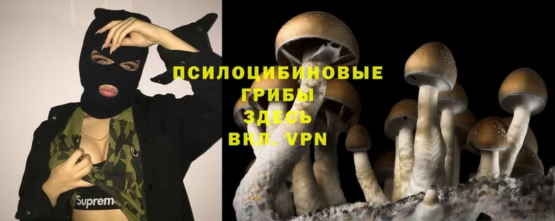 Галлюциногенные грибы Cubensis Карасук